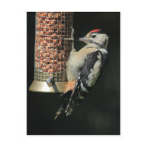 Woodpecker Post Card