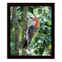 Woodpecker posters