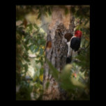 Woodpecker posters
