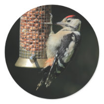 Woodpecker Stickers