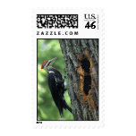 Woodpecker Summer Stamp