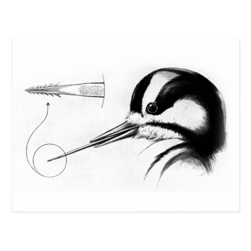 Woodpecker Tongue Anatomy Postcard | Zazzle