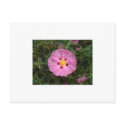Woodrose postcards by nancyro Woodrose postcards