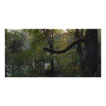 woods 1 photo cards by deangrevitt woods 1 photo cards