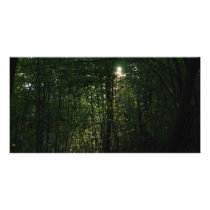 woods 2 photo cards by deangrevitt woods 2 photo cards