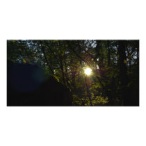woods 3 photo cards by deangrevitt woods 3 photo cards