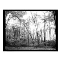 Woods (black and white) posters
