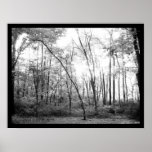 Woods (black and white) posters