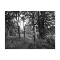 Woods Bute Park, Cardiff postcards
