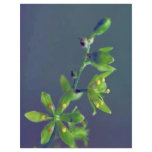 Wood's false hellebore flyers