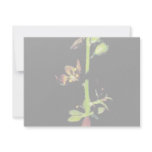 Wood's false hellebore custom announcements