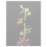 Wood's false hellebore letterhead template
