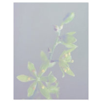 Wood's false hellebore letterhead by animalpark Wood's false hellebore letterhead