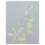 Wood's false hellebore letterhead template