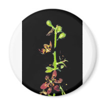 Wood's false hellebore magnets by animalpark Wood's false hellebore magnets