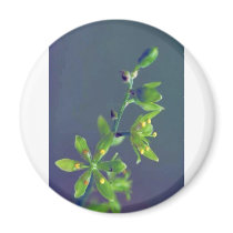 Wood's false hellebore magnets by animalpark Wood's false hellebore magnets