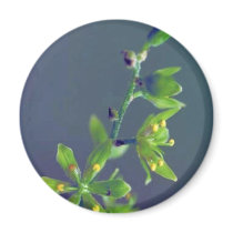 Wood's false hellebore magnets by animalpark Wood's false hellebore magnets