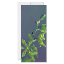 Wood's false hellebore rack cards by animalpark Wood's false hellebore rack cards
