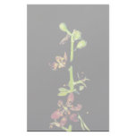 Wood's false hellebore stationery design