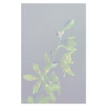 Wood's false hellebore customized stationery