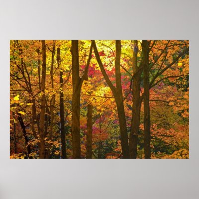 Woods In Automn - Poster