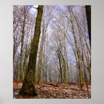 Woods Print