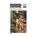 Woods Walk Boxer postage