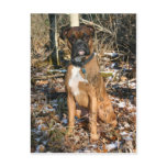 Woods Walk Boxer Postcard