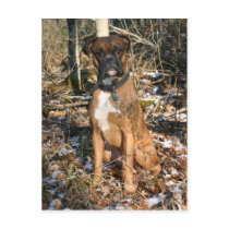 Woods Walk Boxer postcards by MuseMagic Woods Walk Boxer postcards