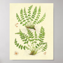 Woodsia Fern Print