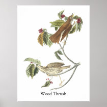 Woodthrush, John Audubon Posters