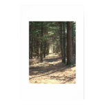 Woody Path