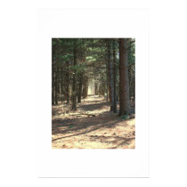 Woody Path posters by brianland Woody Path posters