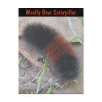 Woolly Bear Caterpillar Postcard by CarolsCamera Woolly Bear Caterpillar Postcard