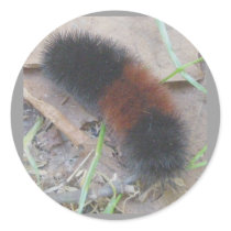 Woolly Bear Caterpillar Stickers by CarolsCamera Woolly Bear Caterpillar Stickers