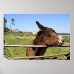 Woolly donkey Print