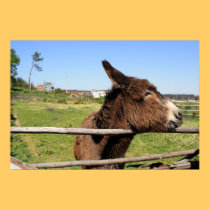 Woolly donkey Print posters