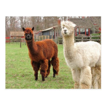 Woolly Llamas ~  postcard