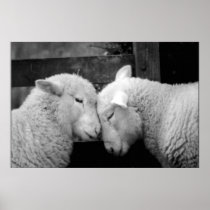 Woolly Love Ewe (B&W) Posters