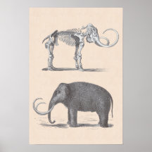 Woolly Mammoth and Skeleton Prehistoric Animals Print