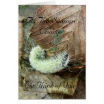 Wooly Bear Worm Fall Season Greeting Card