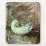 Wooly Bear Worm Mousepad