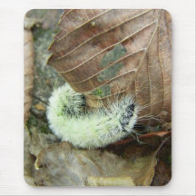 Wooly Bear Worm Mousepad