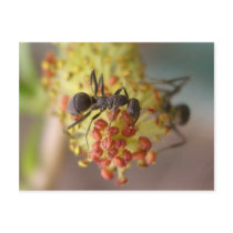 Work like a bee post card