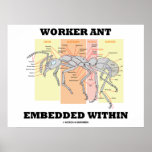 Worker Ant Embedded Within (Ant Morphology) Poster