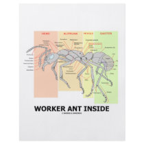 Worker Ant Inside (Ant Anatomy) flyers