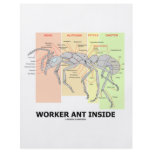 Worker Ant Inside (Ant Anatomy) Flyer