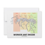 Worker Ant Inside (Ant Anatomy) Custom Invitations