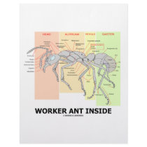 Worker Ant Inside (Ant Anatomy) Custom Letterhead