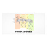 Worker Ant Inside (Ant Anatomy) Photo Cards